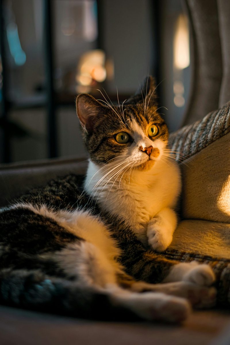 Konforlu kedi yaşamı